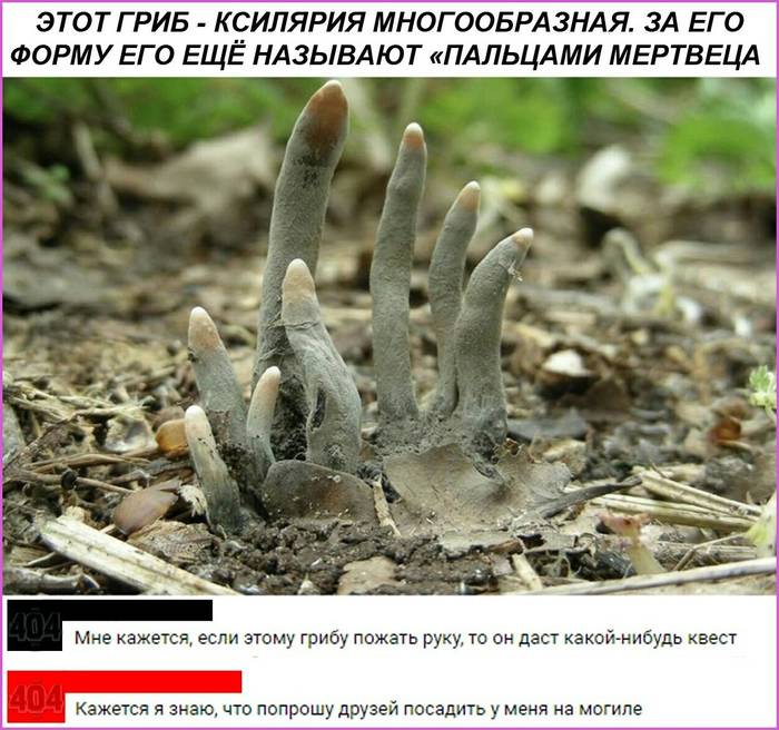 Dead Man's Fingers - Humor, Mushrooms, Miracle Mushrooms, Grave, Black humor, Dead Man's Fingers