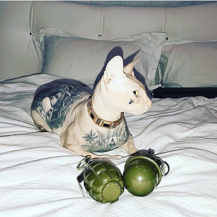 Cфинкс по кличке Бес