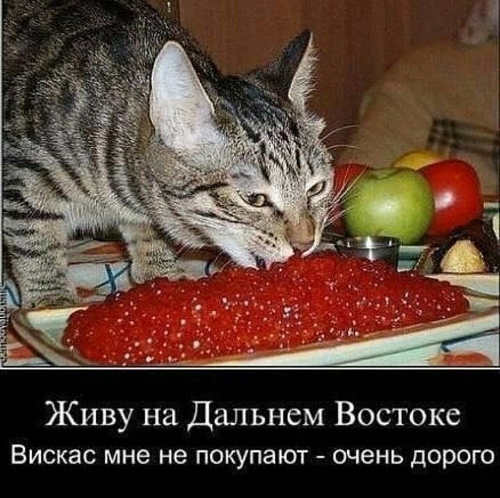 Here is the food - cat, Catomafia, Caviar
