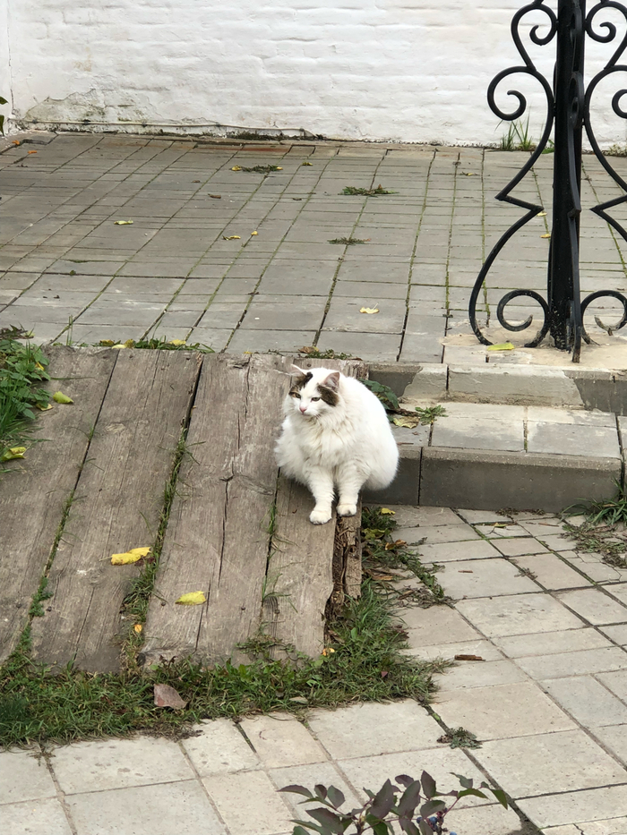 Chubby - My, cat, Fat cats