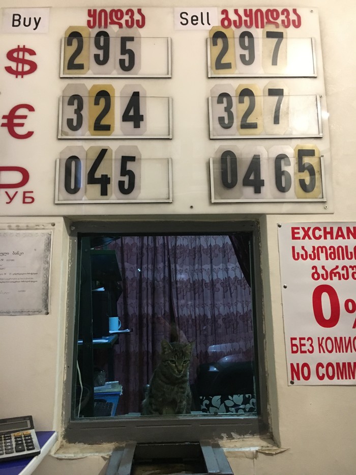 Exchange without commission, but scratch behind your ear - My, cat, Currency exchange, Georgia, The photo