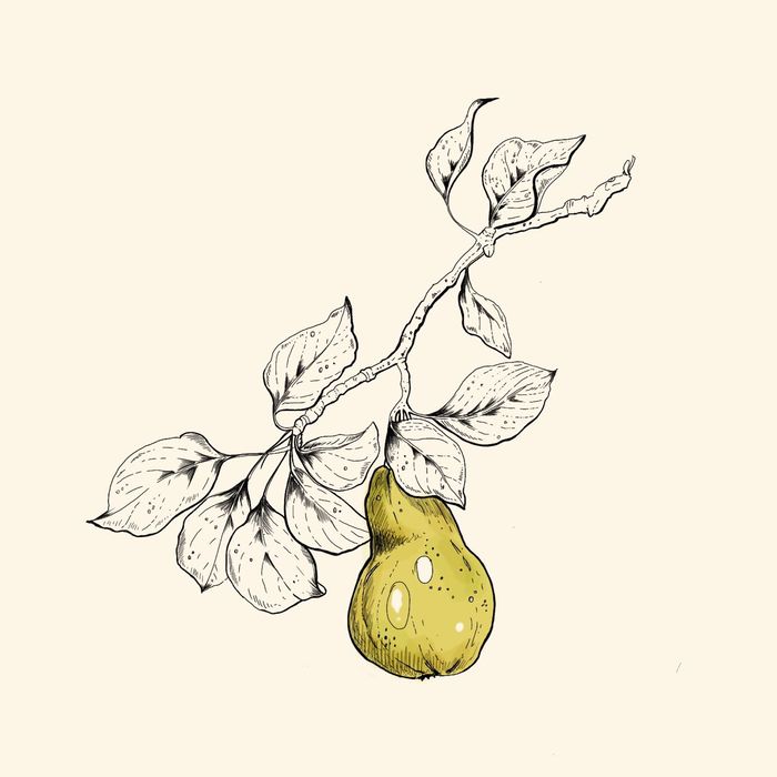 Botany is my passion. Realistic and decorative, drawn in Procreate or by hand. Each sketch contains a piece of the soul. - My, , Tattoo sketch, Digital drawing, Pumpkin, Pear, Drawing on a tablet, Drawing, Tattoo