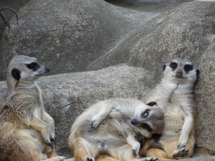 After drinking - My, The photo, Longpost, Meerkat, Animals, Zoo, Photographer, Funny animals, Humor