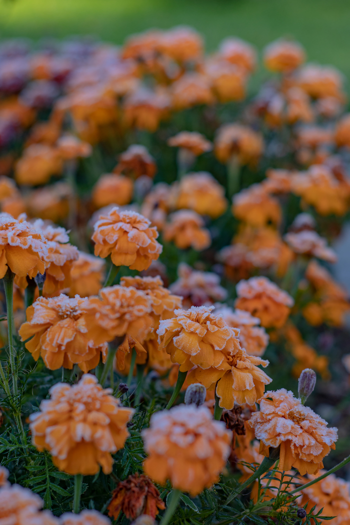 autumn frost - My, Flowers, Autumn, Russia, Canon