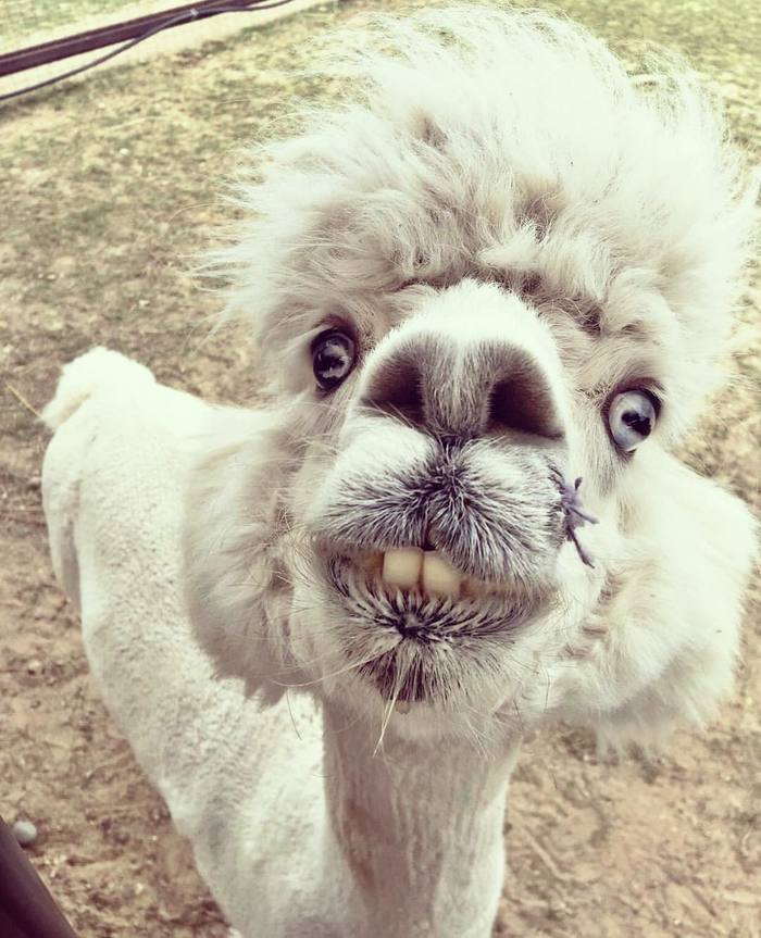 Russian alpacas look like the soloists of a new rock band - Alpaca, Farm, The photo, Animals, Longpost