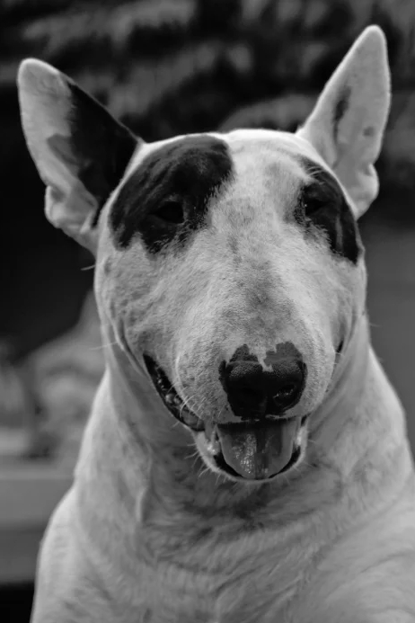 How street hooligans wanted to rob a friend, but did not know that somewhere in the bushes his bull terrier was running. - My, Real life story, Bull terrier, Yandex Zen, Longpost