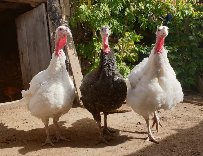 These turkeys look like I specially put them for a photo shoot) - My, Turkey, Сельское хозяйство