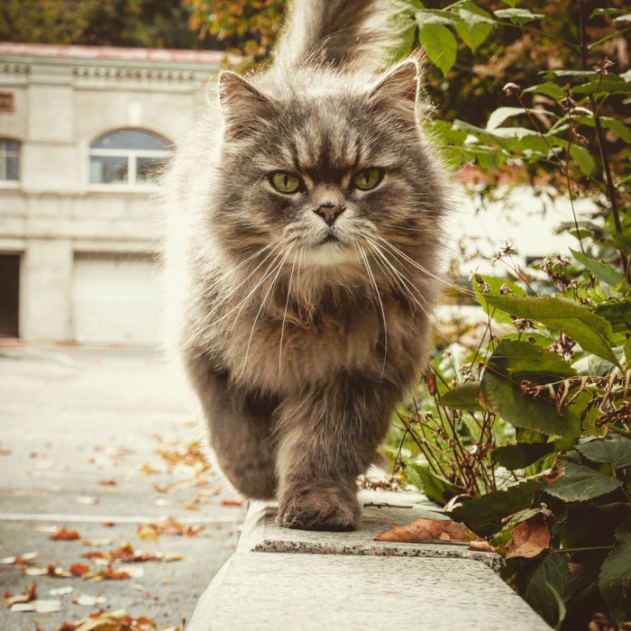 When on the way to work I met a cat going to work. - My, cat, Catomafia, Autumn, Road to work, Portrait