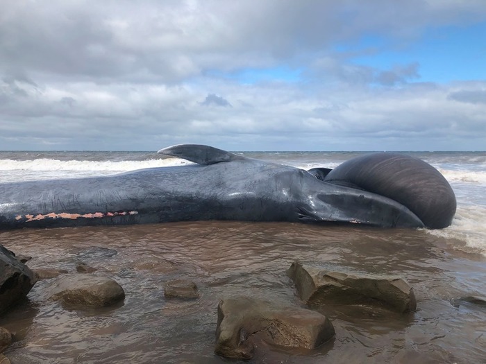 Rare blue whale remains found off Canadian coast - My, Animals, Whale, Blue whale, Canada, Nova Scotia, Longpost