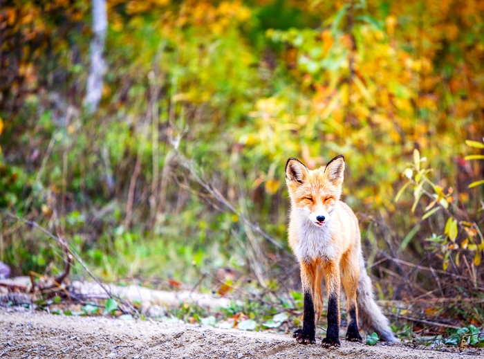 Fox cub. - The photo, Nature, Fox, Perm Territory, Teasing, Animals