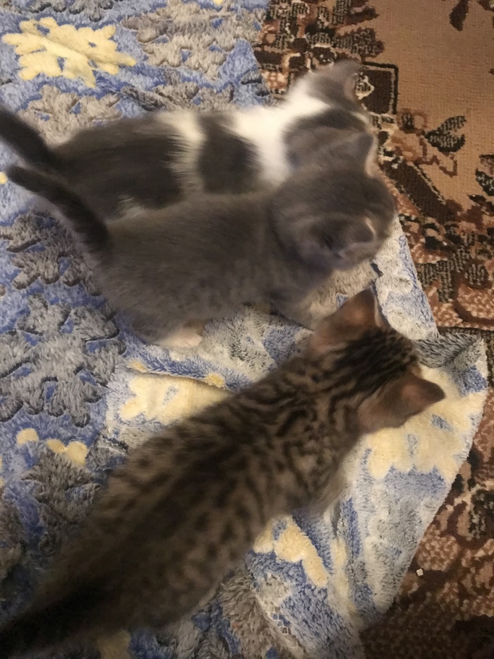 кошка родила в подъезде что делать. Смотреть фото кошка родила в подъезде что делать. Смотреть картинку кошка родила в подъезде что делать. Картинка про кошка родила в подъезде что делать. Фото кошка родила в подъезде что делать