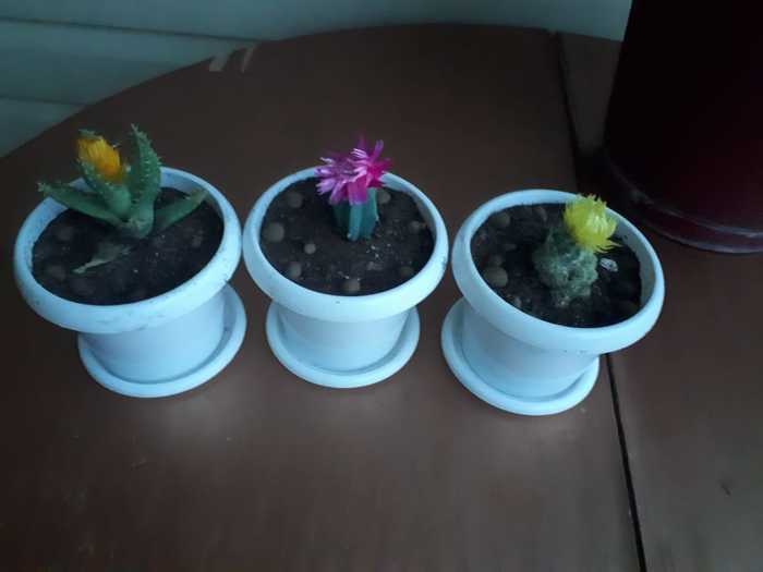 glued babies - My, Aloe, Cactus, Succulents, Longpost, Mammillaria