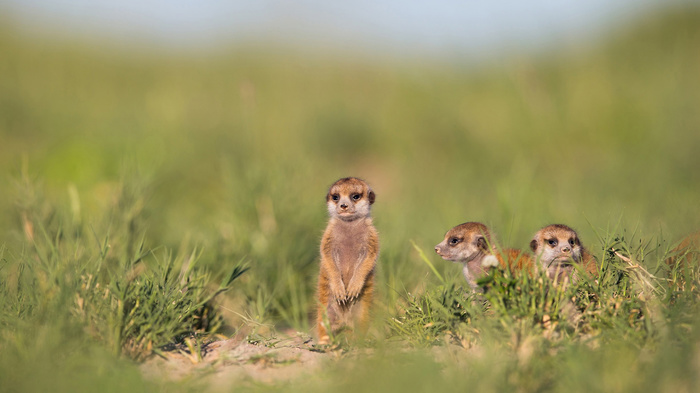 All children are the same - The photo, Nature, Meerkat