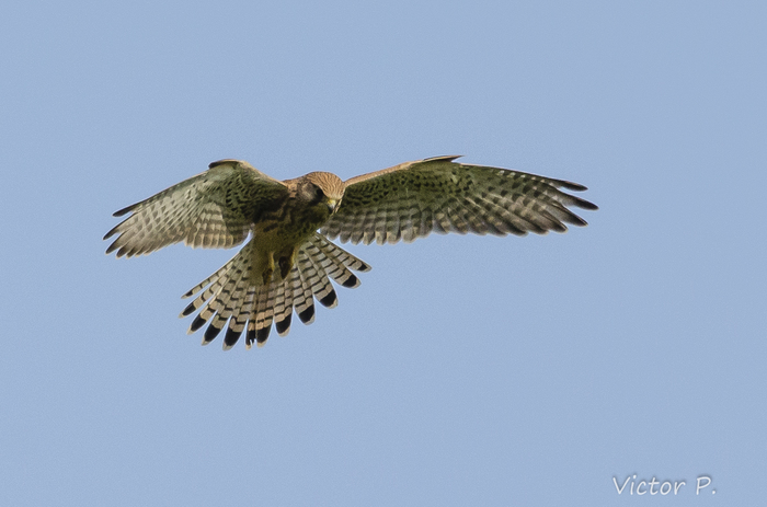 Birds near Vyborg 6 - My, The photo, Nikon, Birds, Longpost