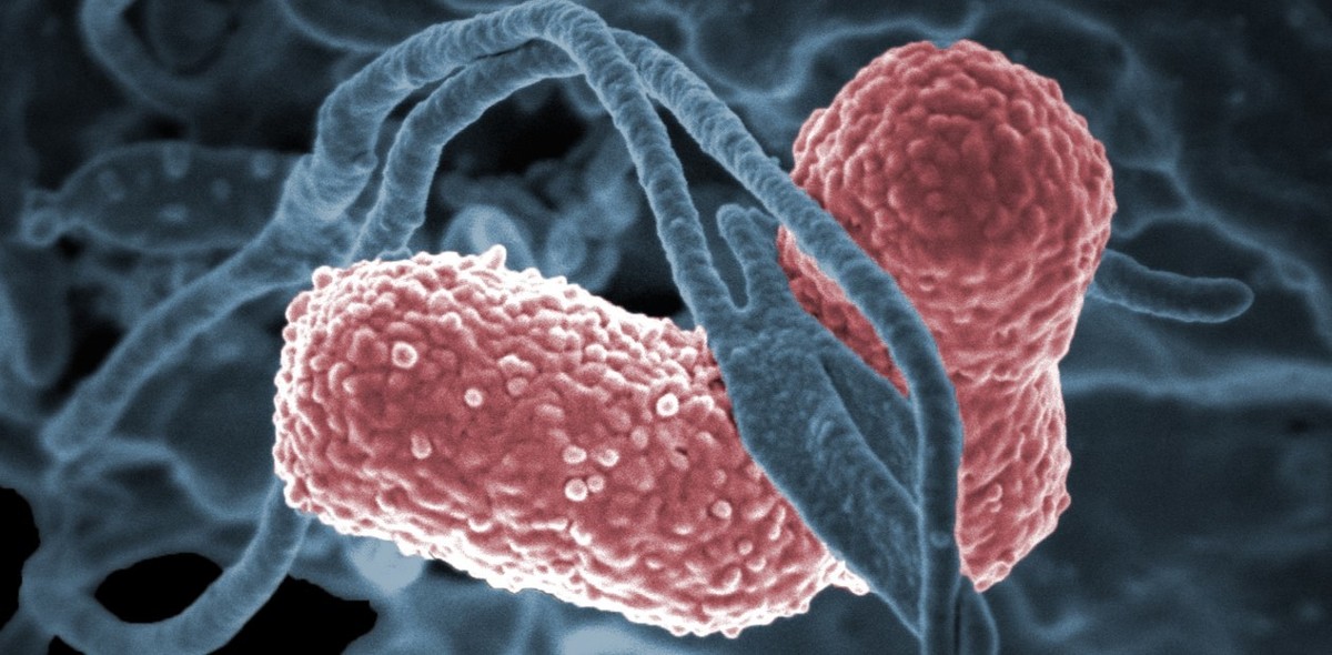 Организменные бактерии. Антибиотики под микроскопом. С антибиотиками для микрофлоры. Бактерии фото.