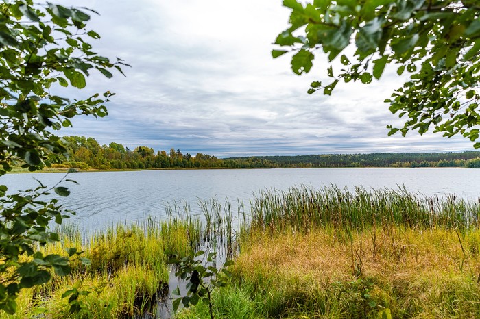 Business trip near St. Petersburg - My, Landscape, Leisure, Leningrad region, Lake, Forest, Longpost