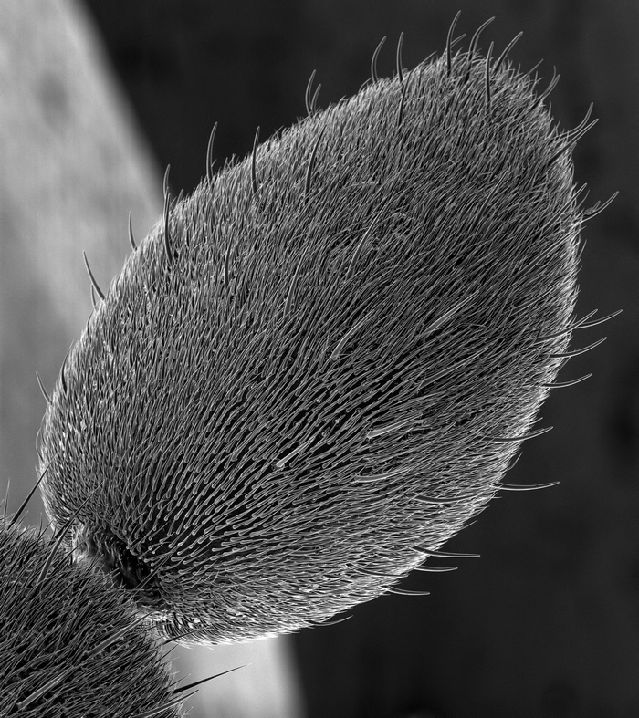 Antenna end - My, Macro, Microfilming, Antenna, Electron microscope, Insects, Жуки, Macro photography