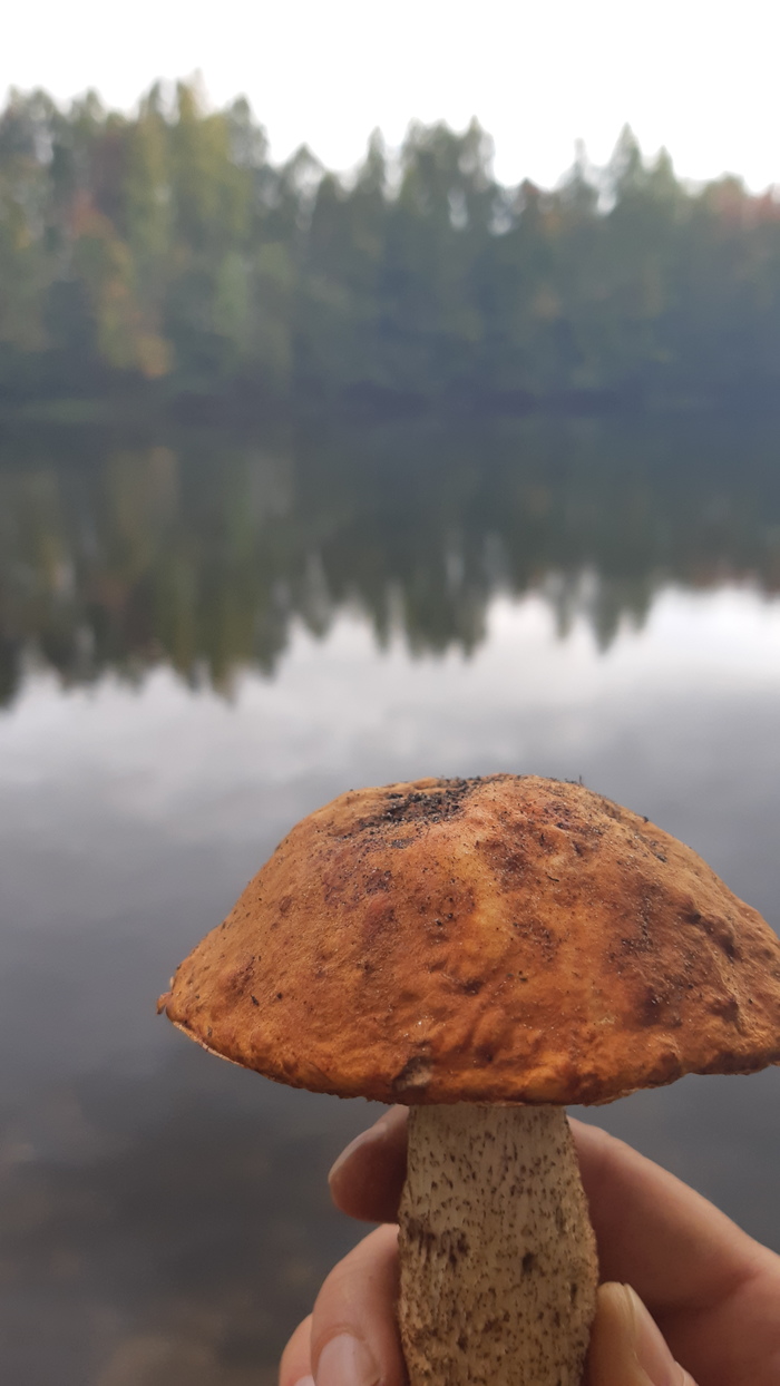 Autumn on the Volga - My, Volga river, , Cheboksary, Longpost