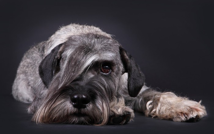 Mittelschnauzer - My, Dog, Dog days, Dog lovers, Breed, Dog breeds, Description, The photo, Standard Schnauzer, Video, Longpost