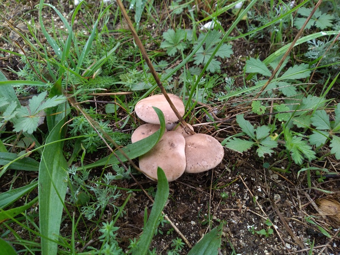 In Crimea, mushrooms are on the way. - My, Mushrooms, Crimea, Sport, Health, Forest, Nature, Longpost