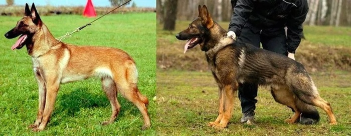 How is a Malinois different from a German Shepherd? - Dog, Malinois, German Shepherd, Service dogs, Longpost