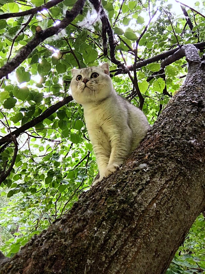 Кот учёный. Начало. - Моё, Кот, Кот учёный, Лето