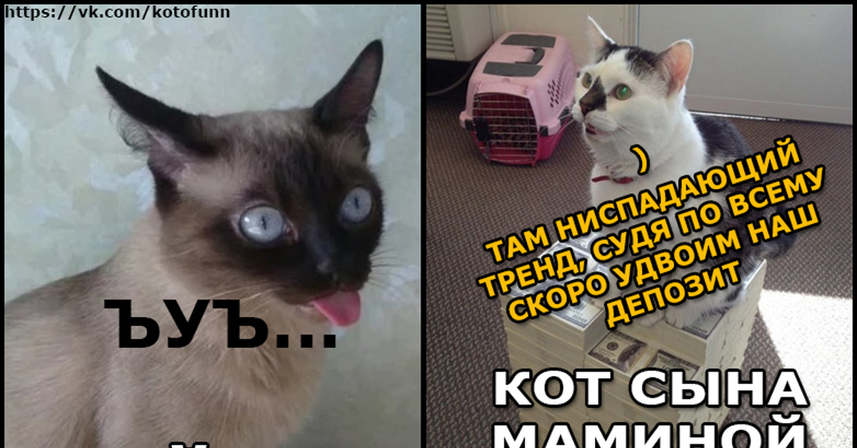 Кот сына. Кот маминой подруги. Кот сын. Кот маминой подруги Мем. Кот и кот сына маминой подруги.