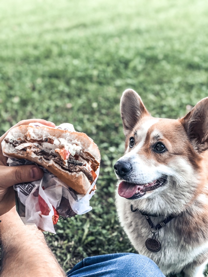 GOOD SPEECHES - My, With meaning, Cheer up, Dog, Corgi, Welsh corgi pembroke, Humor, Peekaboo, The case speaks, Positive