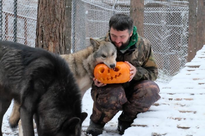 A businessman who tamed wolves is gaining popularity on Instagram. - Wolf, Pets, Pet, beauty, Longpost