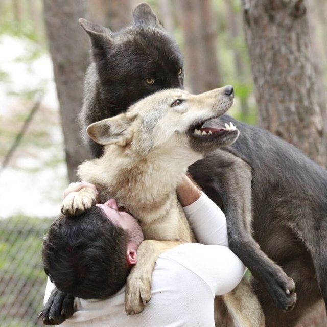 A businessman who tamed wolves is gaining popularity on Instagram. - Wolf, Pets, Pet, beauty, Longpost