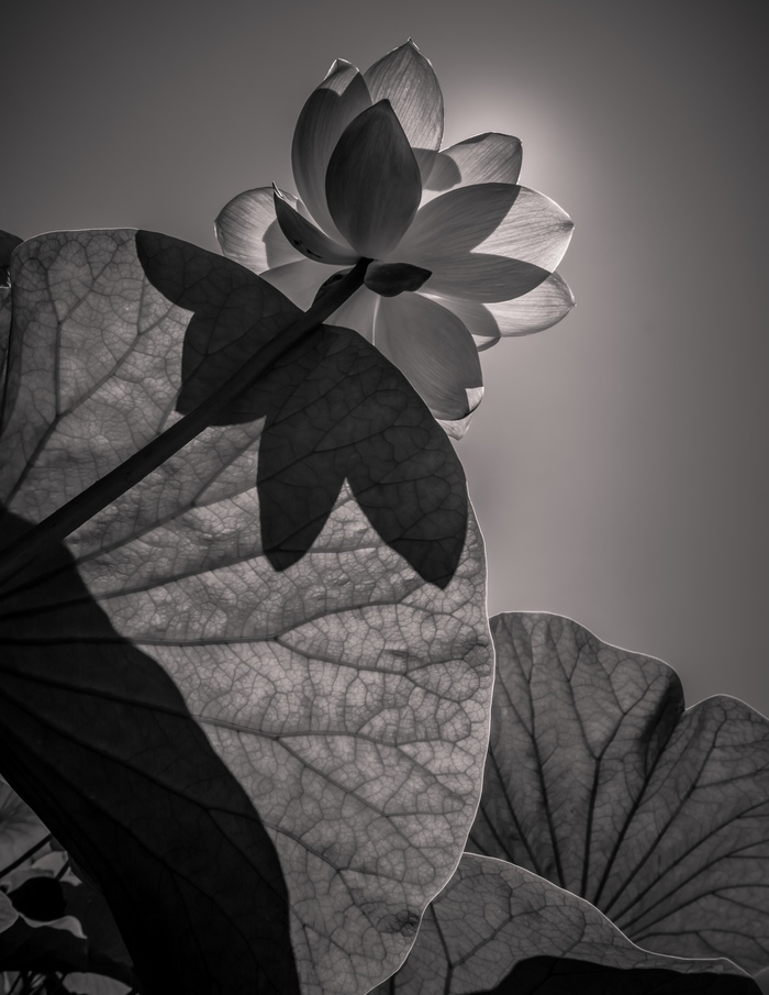Lotus - My, Lotus, Black and white, Beginning photographer, The photo, Primorsky Krai, Nature, Travels, Travel across Russia