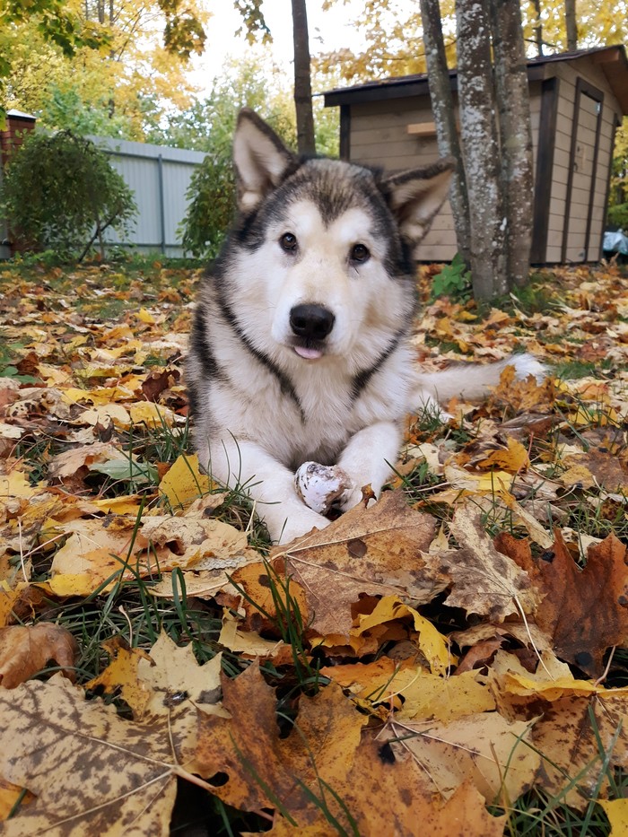 It's just autumn... - My, Autumn, Alaskan Malamute, Nature, The photo, Images, Dog