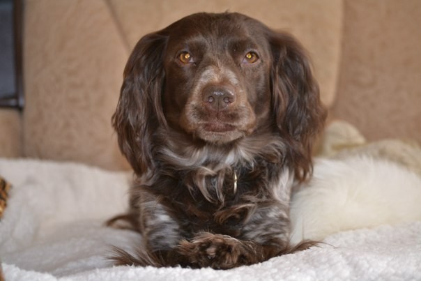 In memory of Martha - My, Dog, Russian spaniel, Parting, Best friend, Longpost, Negative, Death, Pets