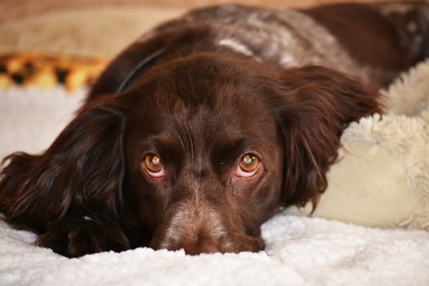 In memory of Martha - My, Dog, Russian spaniel, Parting, Best friend, Longpost, Negative, Death, Pets