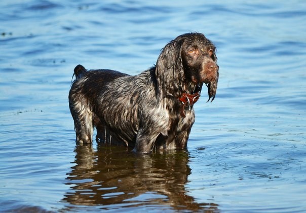 In memory of Martha - My, Dog, Russian spaniel, Parting, Best friend, Longpost, Negative, Death, Pets