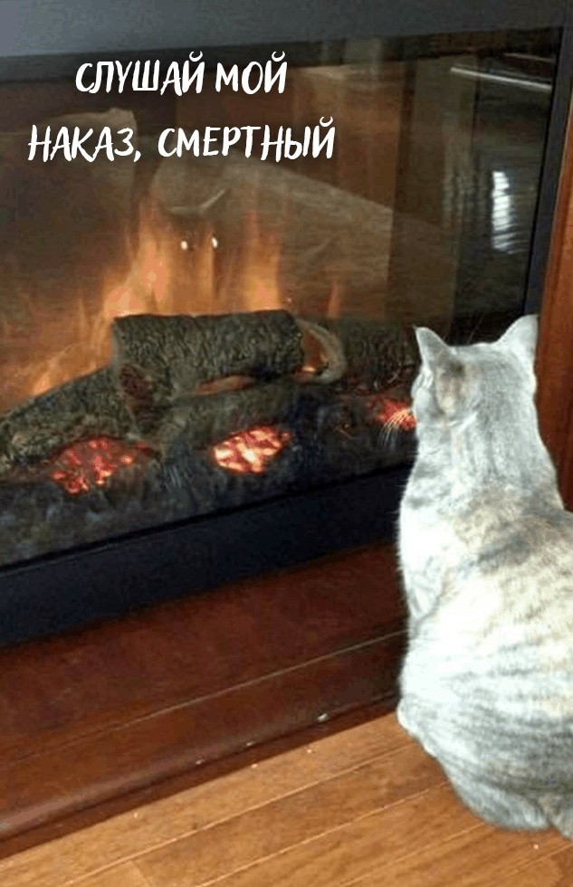 Mystery of cat insanity solved - cat, Reflection, Fire, Longpost