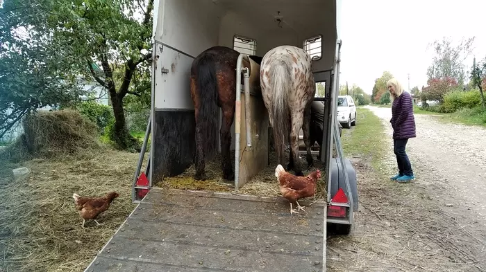 Riding along the Oka trail - My, Horses, Horseback riding, Horseback riding, World around us, Video, Longpost, Peace