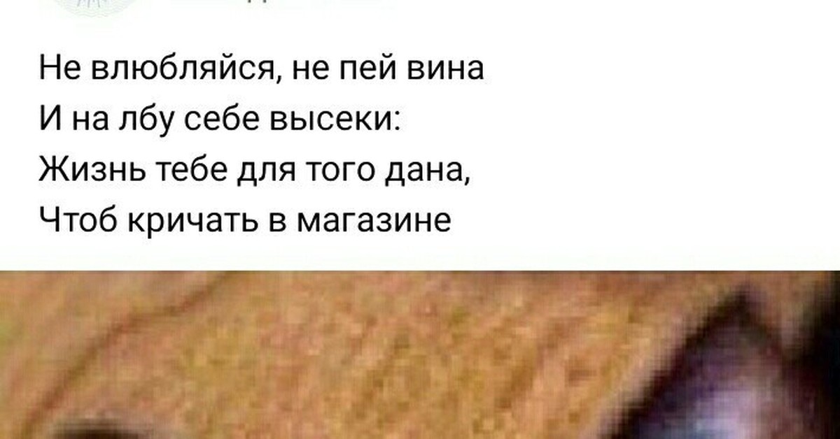 Не влюбляйся пожалуйста. Не влюбляйся не пей вина. Не пей вина и на лбу себе высеки. Не влюбляйся не пей вина юриспруденции. Не влюбляйся не пей вина стих.