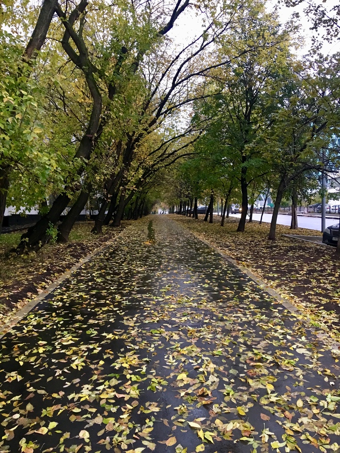 Autumn, road to work - My, Photo on sneaker, Autumn