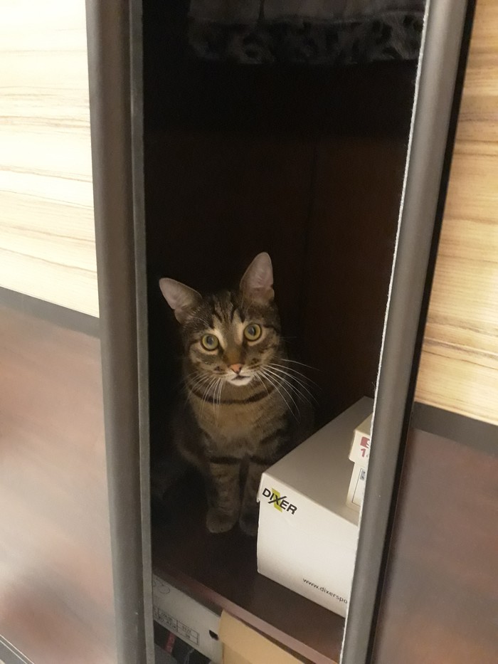 Nikitos - My, cat, A shelf