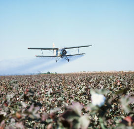 Genetically modified cotton is able to protect itself from pests on its own. - news, The science, GMO, Technologies, Cotton, Ecology, Scientists, Сельское хозяйство, Longpost