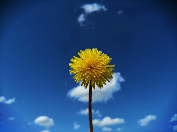 Brighter than a thousand suns - My, The sun, Dandelion, Sky