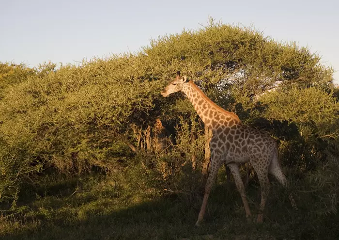 evening giraffe - My, Africa, South Africa, Giraffe