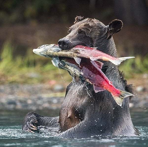 The bear catches two salmon at once. - The Bears, Fishing, The photo