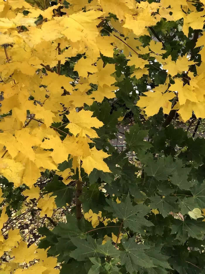 turn yellow? - My, Autumn, Yellow leaves, , Autumn leaves, Leaves