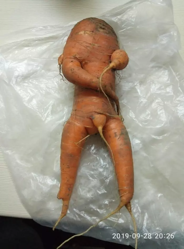 carrotman - My, Carrot, Harvest, Humor, Garden, Longpost