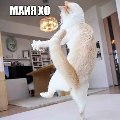 Ð£ Ð²ÑÐ�Ñ Ð�ÑÑÑ ÑÐ¾Ñ ÑÐ�Ð¼ÑÐ¹ Ð´ÑÑÐ³, ÐºÐ¾ÑÐ¾ÑÑÐ¹: ÐÐ¾Ñ, ÐÐ�ÑÑÐ¸Ð½ÐºÐ� Ñ ÑÐ�ÐºÑÑÐ¾Ð¼, ÐÐ¾ÑÐ¾Ð¼Ð�ÑÐ¸Ñ, ÐÑÐ¼Ð�Ð½ÑÐ¼Ð�Ð�, ÐÐ�Ð¸Ð½Ð½Ð¾Ð¿Ð¾ÑÑ, O-Zone, Dragostea din tei