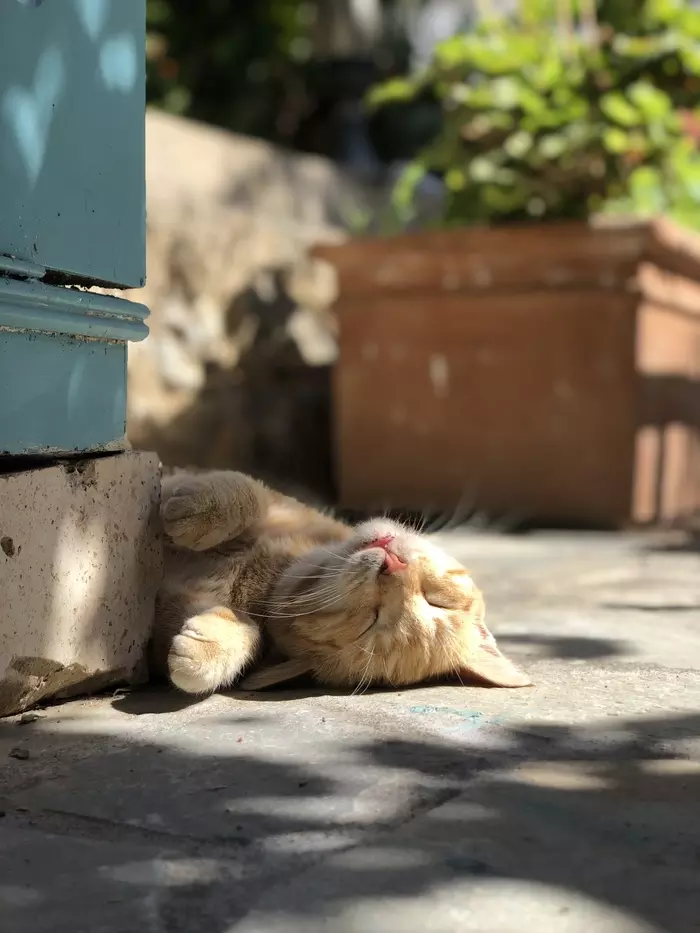 lazy greek cat - cat, My, iPhone X, Greece