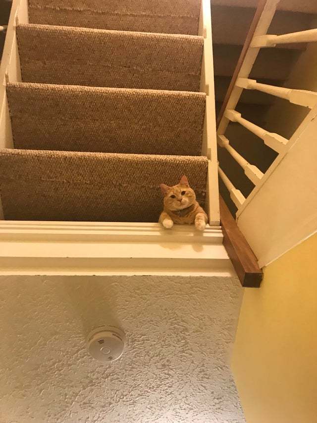 Established an observation post - cat, Stairs, Steps, , Observers