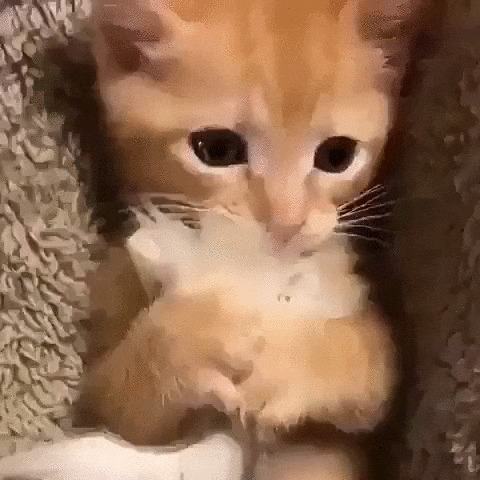 Рыжая милота Кот, Котята, Котомафия, Домашние животные, Мягкая игрушка, Милота, Гифка